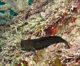 pandemic fanged blenny full body.jpg