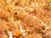 blenny.jpg