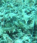 gulf signal blenny angry.JPG