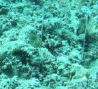 gulf signal blenny.jpg