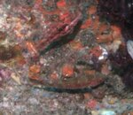 redfish2.jpg