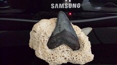 shark tooth mount.jpg