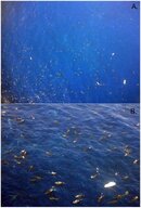 whale sharks.jpg