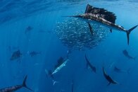 SAIL FISH.jpg