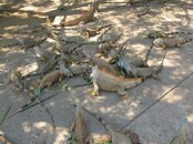 IMG_0444.jpg