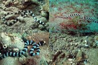 DDDB 555 sea krait sm.jpg