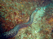 eel 2 edited.jpg