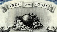 fruitoftheloomvig.jpg