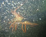 lobster.JPG