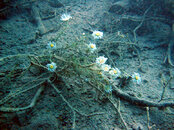 underwater_daisies.JPG