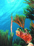 Trumpetfish.jpg