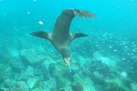 galapagos_sea_lions_5.jpg
