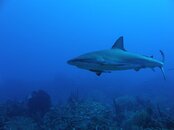 Shark1.jpg