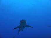 shark2.jpg