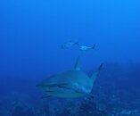 shark3.jpg