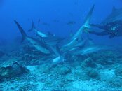 shark4.jpg