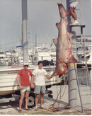 354shark.jpg