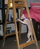 Ripley - monkey on the ladder 07.JPG