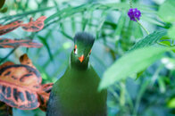 punk-hair-cut-bird.jpg