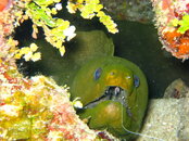 Dive #2 005.jpg