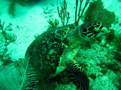 Dive #2 042.jpg