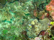 Dive #2 057.jpg