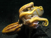 Octopus - Fighting.jpg