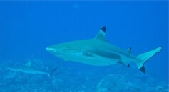 Blacktip.jpg