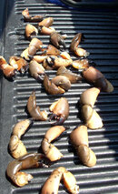 stone crab claws.jpg