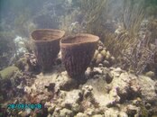 Bonaire 8-28-08 030.jpg