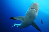 Shark_David_Faas.jpg