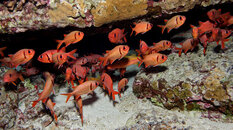 Big Scale Soldierfish.jpg