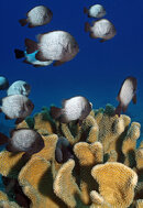 Hawaiian Dascyllus.jpg