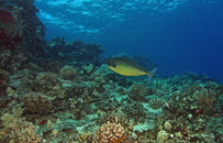 Sleek Unicornfish.jpg