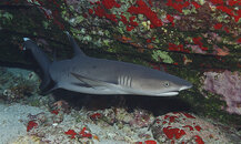 Whitetip Reef Shark.jpg
