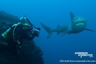 tiger-shark-cocos-island-costa-rica-blum-undersea-hunter copy.jpg
