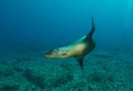 Sea Lion - San Carlos 1.jpg