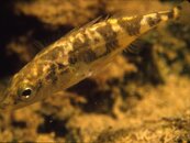 3-Spine Stickleback1.jpg