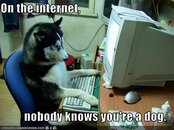dog_internet.jpeg