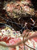 Banded Coral Shrimp.jpg