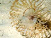 Banded Tube-Dwelling Anemone.jpg