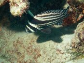 Drum Fish.jpg
