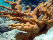 Elk Horn Coral.jpg