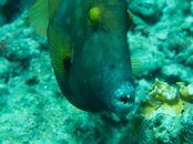 Filefish.jpg
