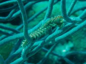 Fireworm.jpg