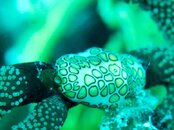 Flamingo Tongue.jpg