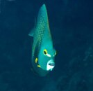 French Angelfish.jpg