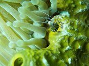 Pederson Cleaner Shrimp -2.jpg