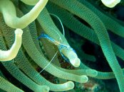 Pederson Cleaner Shrimp.jpg