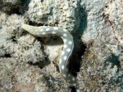Sharptail Eel.jpg